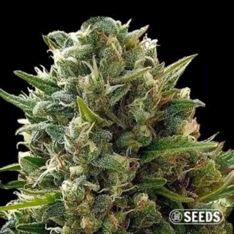 Gorilla Glue #4 #4 growlog timeline photo