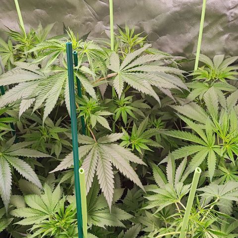 Gorilla Glue #4 #4 growlog photo: Primer día de floración