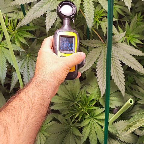 Gorilla Glue #4 #4 growlog photo: Primer día de floración