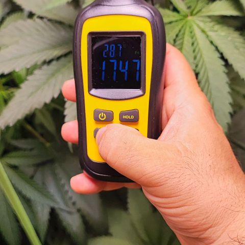 Gorilla Glue #4 #4 growlog photo: Se detecta con el luxometro que en las esquinas más alejadas del foco tienen sólo 287 Fc.
Se pone un refuerzo de 4 led; (en cada uno de los laterales).
Mañana se realizara una defoliación de las principales hojas satélite 