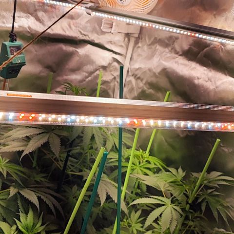 Gorilla Glue #4 #4 growlog photo: Refuerzo con 4: T8 2ft LED Growing Light BL-D 60A