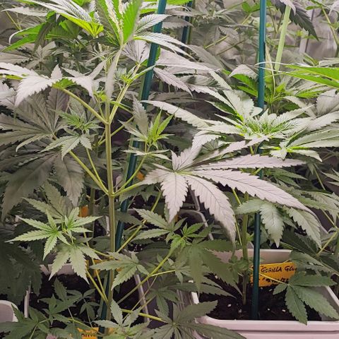 Gorilla Glue #4 #4 growlog photo: Antes de defoliación 