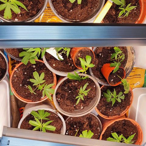 Gorilla Glue #4 #4 growlog photo: Trasplante de clones viables