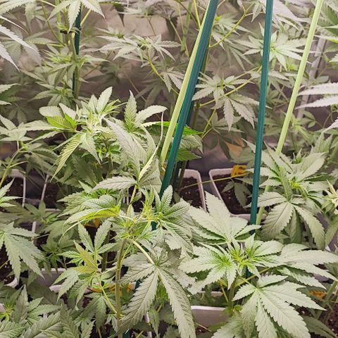 Gorilla Glue #4 #4 growlog photo: Trasplante de clones viables