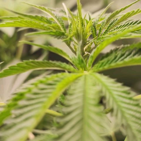 Gorilla Glue #4 #4 growlog photo: Primeros pistilos 