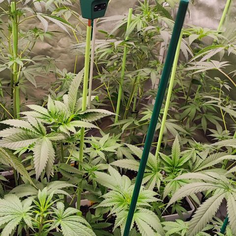 Gorilla Glue #4 #4 growlog photo: Última defoliación cosecha