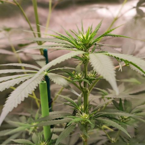 Gorilla Glue #4 #4 growlog photo: La floración sigue su curso