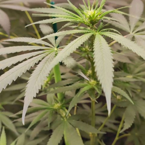 Gorilla Glue #4 #4 growlog photo: La floración sigue su curso