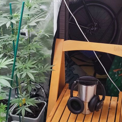 Gorilla Glue #4 #4 growlog photo: Good vibes