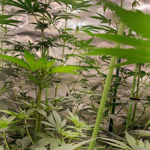 Gorilla Glue #4 #4 growlog photo: Good vibes