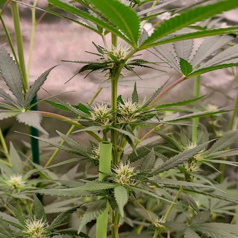 Gorilla Glue #4 #4 growlog photo: Resumen de octubre