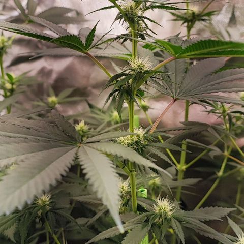 Gorilla Glue #4 #4 growlog photo: Resumen de octubre