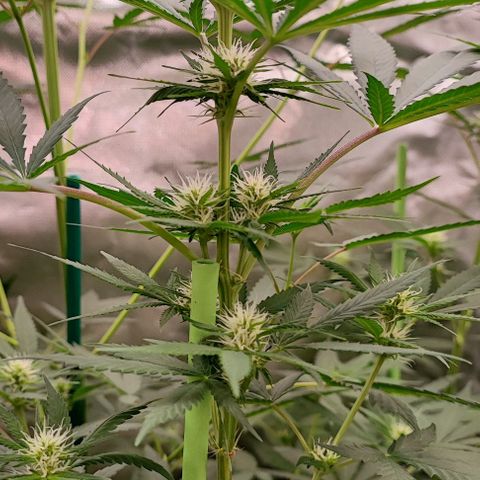 Gorilla Glue #4 #4 growlog photo: Resumen de octubre