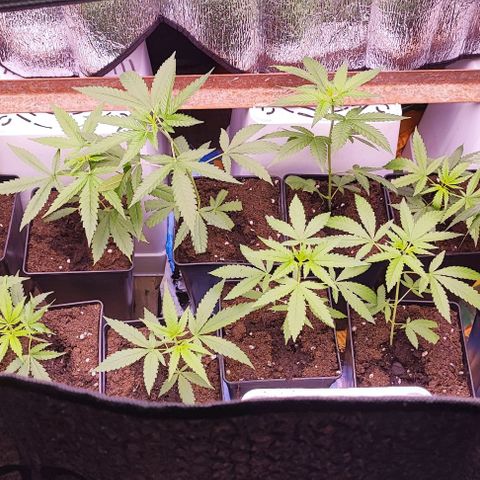 Gorilla Glue #4 #4 growlog photo: Propagador de esquejes improvisado. 