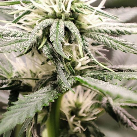Gorilla Glue #4 #4 growlog photo: Gorilla Glue comenzando a hacer honor a su nombre.