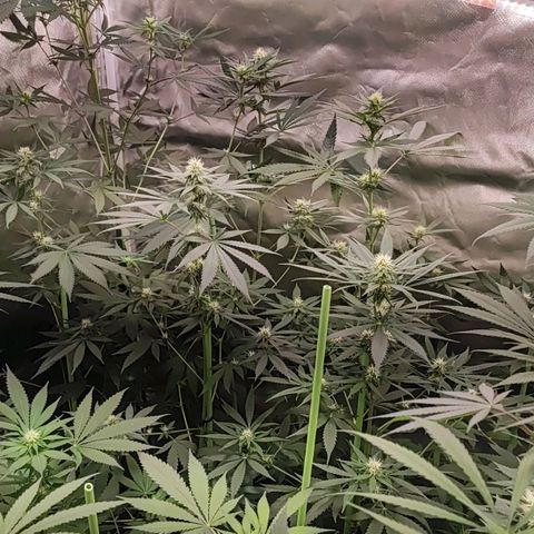 Gorilla Glue #4 #4 growlog timeline photo