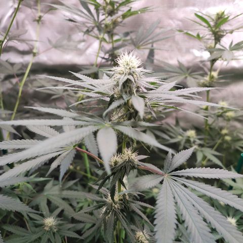 Gorilla Glue #4 #4 growlog timeline photo