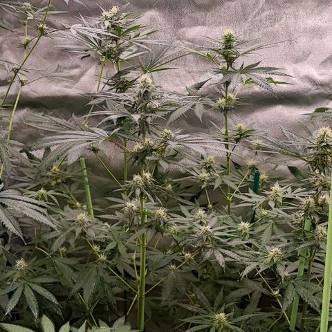 Gorilla Glue #4 #4 growlog timeline photo