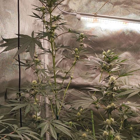 Gorilla Glue #4 #4 growlog timeline photo