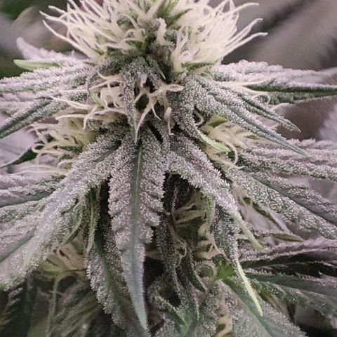 Gorilla Glue #4 #4 growlog timeline photo