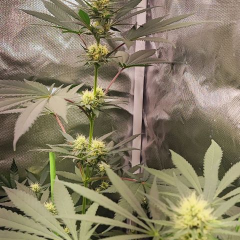 Fruntz growlog photo: Fruntz de GB Strains. Un agradable descubrimiento. 6 semanas floración.