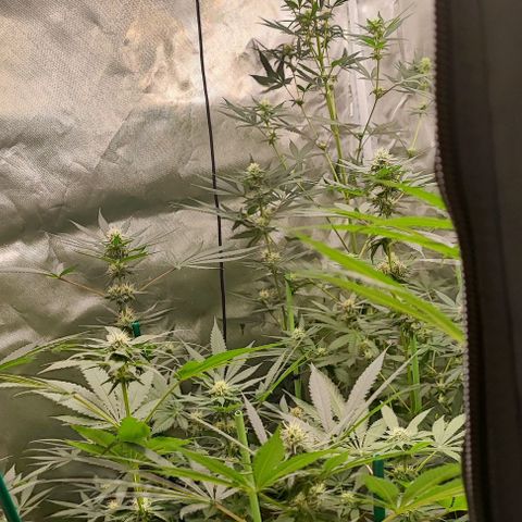 Wedding Cake Fast #1 growlog photo: ¡¡Cáspita con la Wedding Cake Fast!!