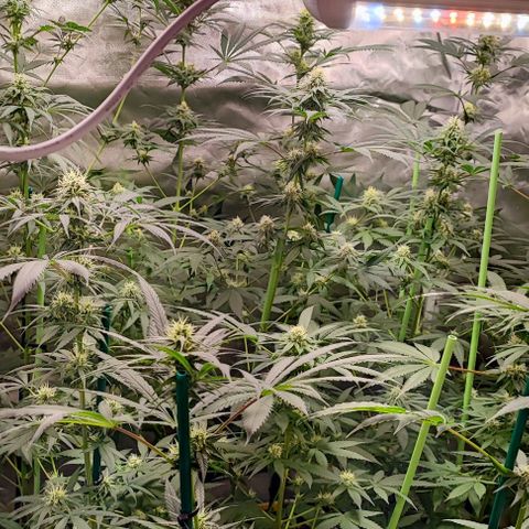 Gorilla Glue #4 #4 growlog photo: Life goes ON :)