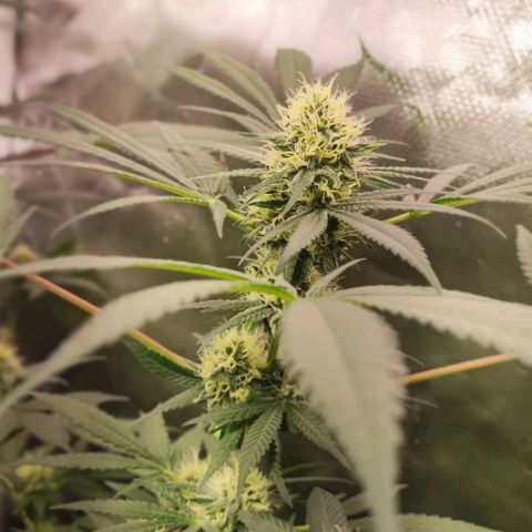 Fruntz growlog photo: Enamorado de esta genética.