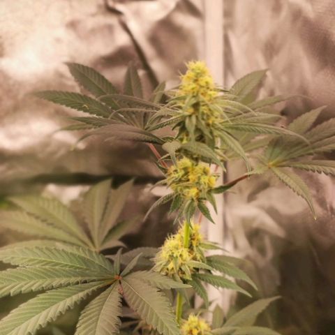 Fruntz growlog photo: Enamorado de esta genética.