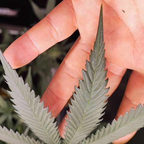 Gorilla Glue #4 #4 growlog photo: Las niñas piden potasio.