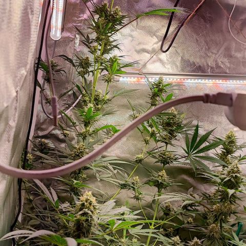 Gorilla Glue #4 #4 growlog timeline photo