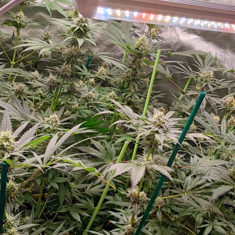 Gorilla Glue #4 #4 growlog timeline photo