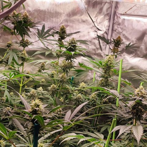 Gorilla Glue #4 #4 growlog timeline photo