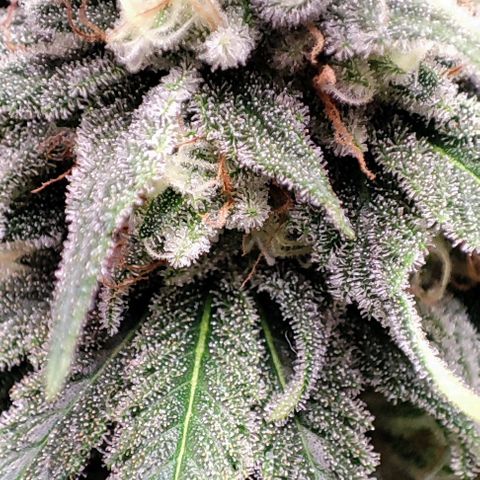 Gorilla Glue #4 #4 growlog timeline photo