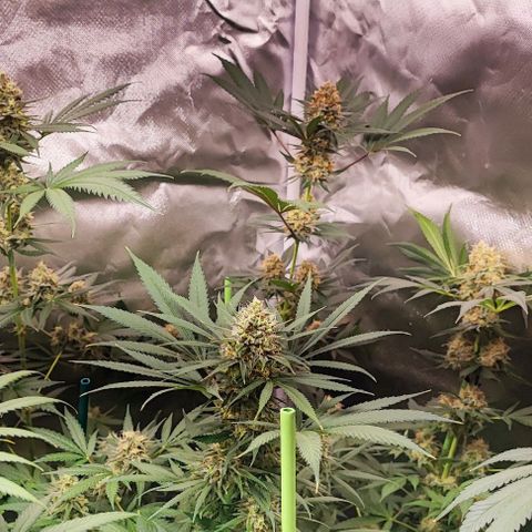 Gorilla Glue #4 #4 growlog photo: Ya queda menos