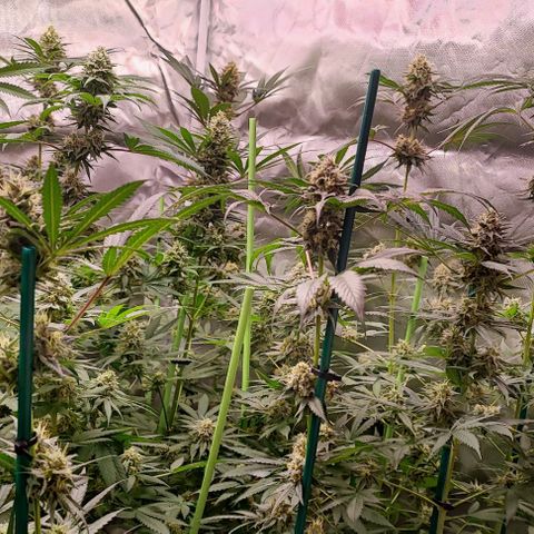Gorilla Glue #4 #4 growlog photo: Ya queda menos