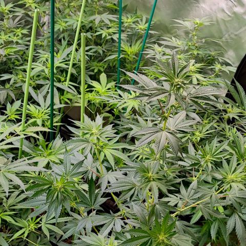 Gorilla Glue #4 #4 growlog timeline photo