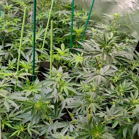 Gorilla Glue #4 #4 growlog timeline photo