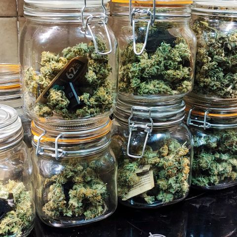 Gorilla Glue #4 #4 growlog photo: Despensa llena de nuevo :)
