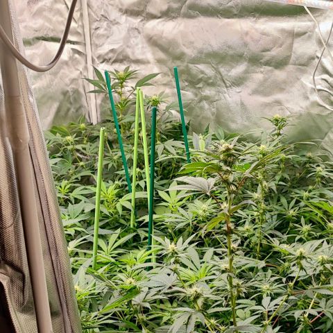 Gorilla Glue #4 #4 growlog timeline photo