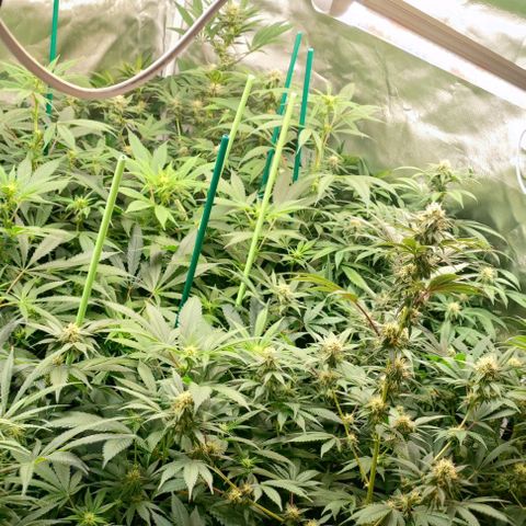 Gorilla Glue #4 #4 growlog photo: Zona central 3 semanas floración
Zona periférica 5 semanas floración.