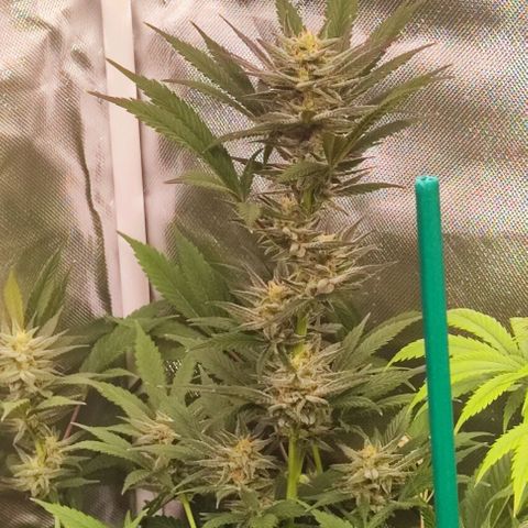 Gorilla Glue #4 #4 growlog timeline photo