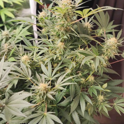 Gorilla Glue #4 #4 growlog photo: 6 semanas de floracion