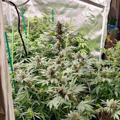 Gorilla Glue #4 #4 growlog timeline photo