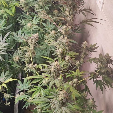 Gorilla Glue #4 #4 growlog photo: Último riego de estas gemelas 