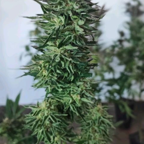 Gorilla Glue #4 #4 growlog timeline photo