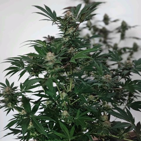 Gorilla Glue #4 #4 growlog timeline photo