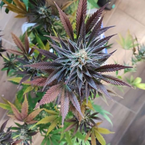 Gorilla Glue #4 #4 growlog timeline photo