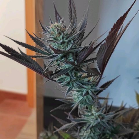 Gorilla Glue #4 #4 growlog timeline photo