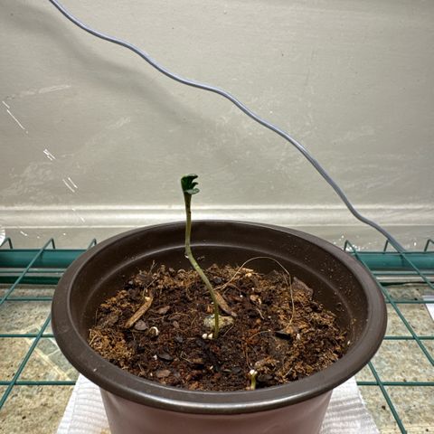 Super Boof growlog photo: Taking off the humidity dome